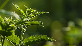 Časté chyby při sběru kopřiv: Pochybením snižujete sbíraným výhonkům kvalitu