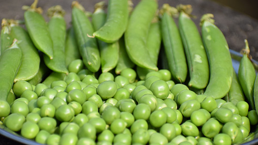 Kdy a jak vysévat hrách, aby se mu dařilo? 8 osvědčených tipů pro úspěšný výsev