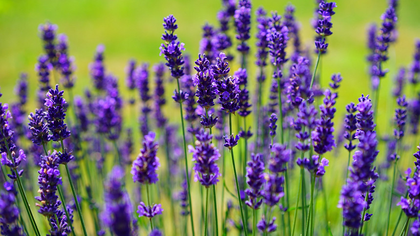 Jak na jaře ostříhat levanduli? 4 tipy pro kompaktní růst krásné a užitečné rostliny