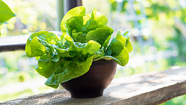 Jak pěstovat salát a kedlubny? Výhody společné výsadby oblíbené zeleniny