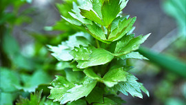 Jak se starat o libeček na jaře? Co rostlině dopřát, aby se jí dobře dařilo