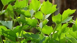 Jak snadno získat nové sazenice libečku? Co nejvíc potřebují mladé rostliny