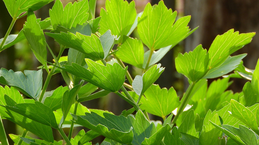 Jak snadno získat nové sazenice libečku? Co nejvíc potřebují mladé rostliny