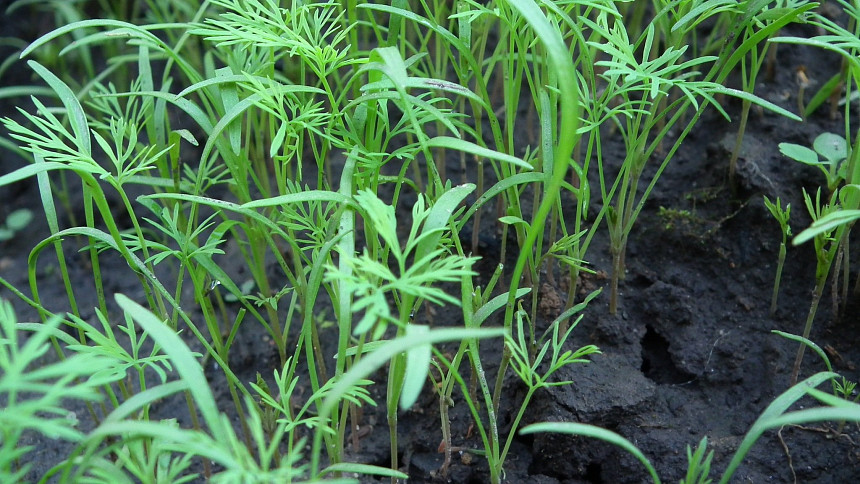 Jak vypěstovat kopr snadno a rychle? Jednoduchý fígl, který vám zajistí krásnou úrodu