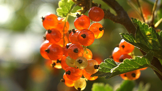 Tajemství bohaté úrody rybízu: Když ke kořenům dáte tato hnojiva, budete v létě žasnout
