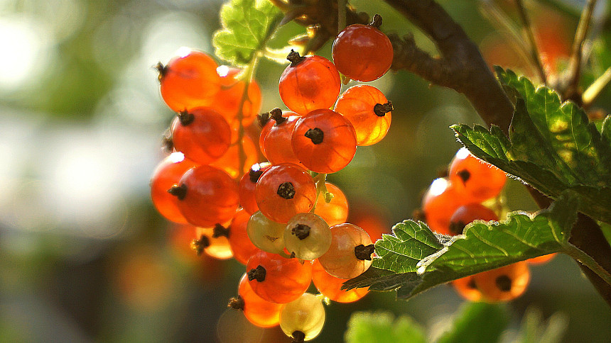 Tajemství bohaté úrody rybízu: Když ke kořenům dáte tato hnojiva, budete v létě žasnout