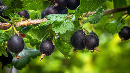 Znáte ideální keř našich zahrad? Josta má nároky minimální, přitom plodnost vysokou