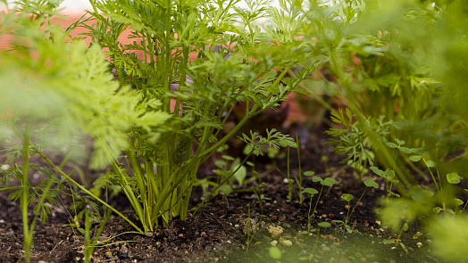 Cererit nebo NPK: Jak se od sebe tato oblíbená zahradní hnojiva liší a kdy které použít