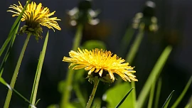 Pampeliška jako jídlo i lék: Překvapivě jednoduše ji můžeme zařadit do našeho jídelníčku