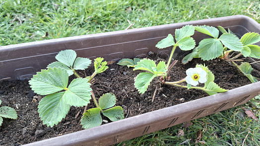 Jak připravit jahody v truhlících na novou sezonu? Co je zásadní pro skvělou úrodu