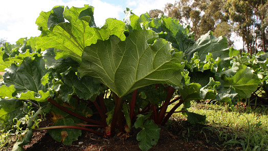 Jak se starat o rebarboru, aby hodně narostla. Triky pro silné a kvalitní řapíky
