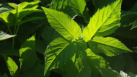 Bršlice na talíři: Prozradíme několik tipů, jak ji snadno zařadit do jídelníčku