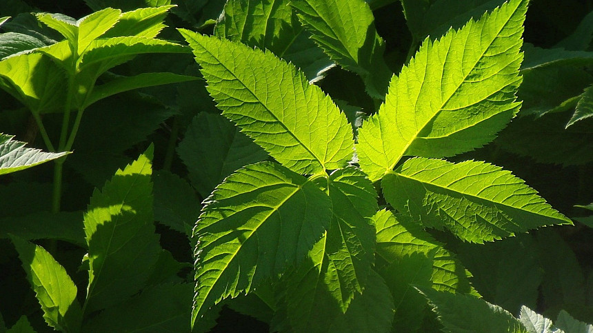 Bršlice na talíři: Prozradíme několik tipů, jak ji snadno zařadit do jídelníčku