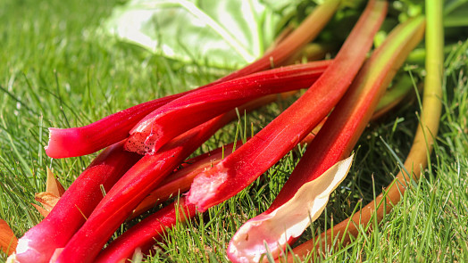 Triky pro správnou sklizeň rebarbory: Tuto oblíbenou rostlinu našich babiček milujeme