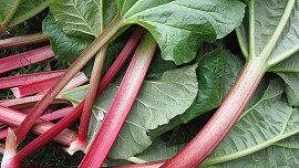 Jak se starat o rebarboru, aby hodně narostla. Vychytávky pro pořádné řapíky