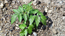 Zahrada v ohrožení: Osvědčené vychytávky, které ochrání zeleninu před chladem