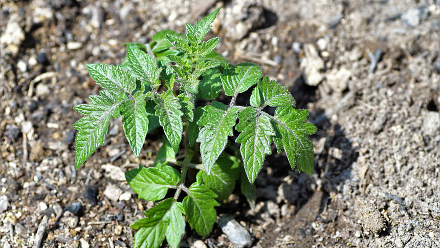 Zahrada v ohrožení: Osvědčené vychytávky, které ochrání zeleninu před chladem