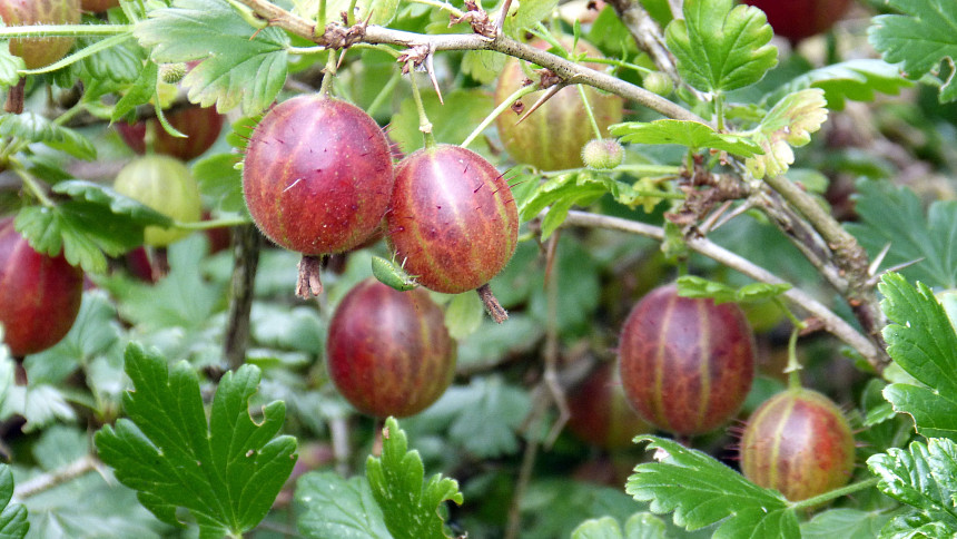 Co angrešty na jaře opravdu potřebují? Nejlepší hnojiva pro krásné a šťavnaté plody