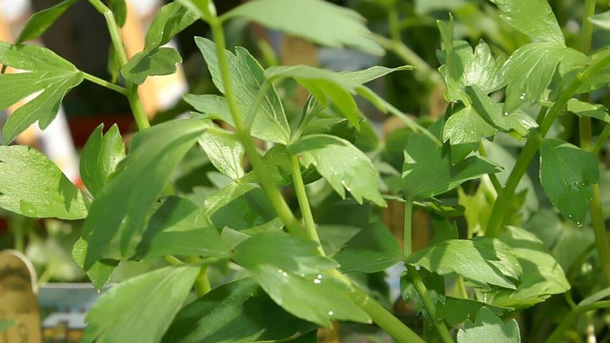 Narostl vám libeček a najednou nevíte, co s tím množstvím? Máte několik možností