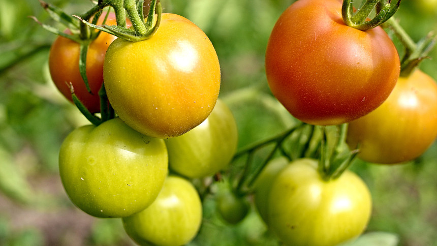 Nejlepší přírodní hnojiva pro úrodnou zeleninovou zahradu: Většinu můžete mít zadarmo