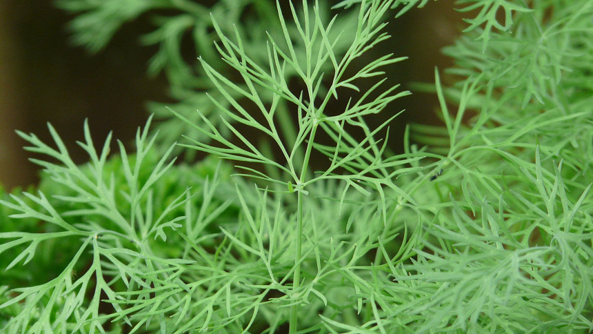 Jak sklízet krásný kopr bez mšic? 10 jednoduchých triků pro voňavou úrodu