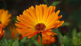 5 nejlepších bylinek pro přírodní ochranu rostlin: Co určitě vysázet do zahrady