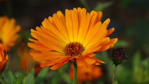 5 nejlepších bylinek pro přírodní ochranu rostlin: Co určitě vysázet do zahrady