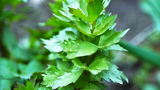 Jak připravit maggi z libečku: Poradíme, jak na přírodní polévkové dochucovadlo