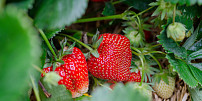 Zázrak pro lepší vitalitu a plodnost jahodníků? Vyzkoušejte levnou kuchyňskou surovinu