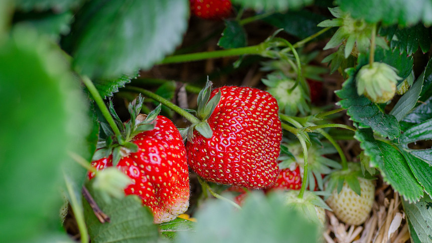 Zázrak pro lepší vitalitu a plodnost jahodníků? Vyzkoušejte levnou kuchyňskou surovinu