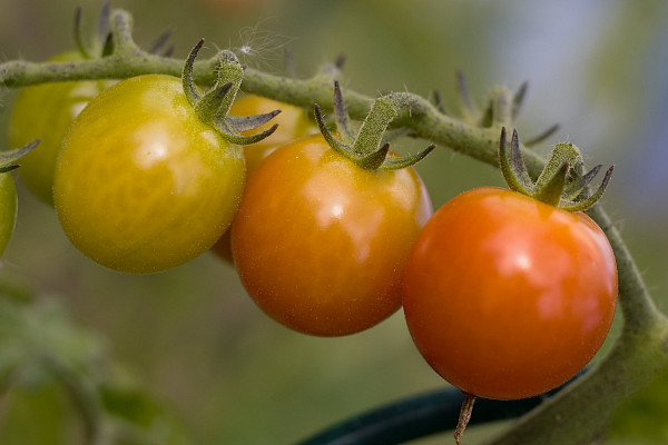 Před 15. květnem (před ledovými muži - Pankrác, Servác, Bonifác)