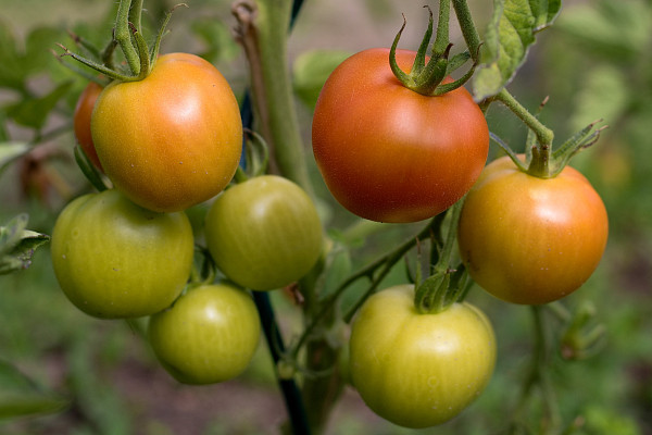 Po 15. květnu (po třech zmrzlých – Pankrác, Servác, Bonifác)