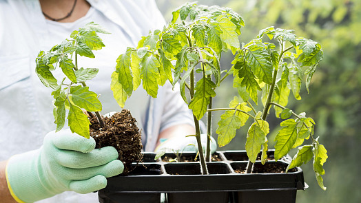 Kvasnicový roztok pro rajčata: Nastartujte sezonu populárním hitem zkušených zahrádkářů
