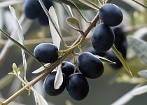 Olivy černé