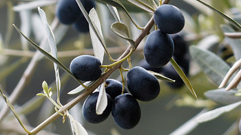 Olivy černé