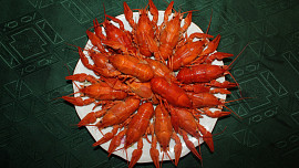 Langusta obecná