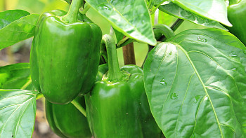 Paprika čerstvá zelená