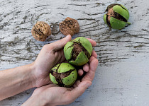Ořechy zelené
