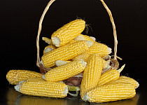 Kukuřice setá