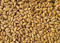 Otruby pšeničné
