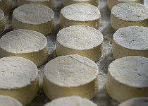 Ovčí sýr s bílou plísní