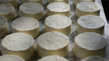 Ovčí sýr s bílou plísní