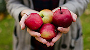 Sladké i slané jablečné dobroty - uchování a zpracování jablek