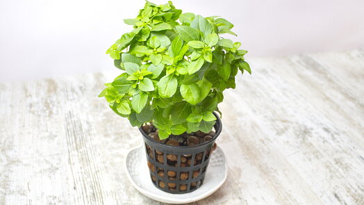 Jak se správně starat o bazalku ze supermarketu, aby vám vydržela co nejdéle
