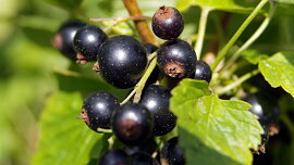 Trvanlivá marmeláda z černého rybízu zastudena: Jednodušší postup už nenajdete