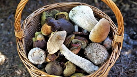 Sušené houby vydrží i několik sezon: Stačí je správně uskladnit a chránit před škůdci