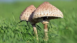 Nebojte se sběru nerozvinutých bedel. Jednoduchý postup jim pomůže s roztažením klobouku