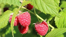 Podzimní řez malin může ovlivnit příští úrodu. V říjnu záleží na správném postupu