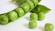 Zelený hrášek je výživný a oblíbený hlavně mezi dětmi. Využijeme ho do řady pokrmů i ke konzervaci