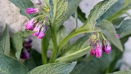 Kostival je v přírodě nepřehlédnutelný. K čemu se hodí a jak ho uchovat pro pozdější využití